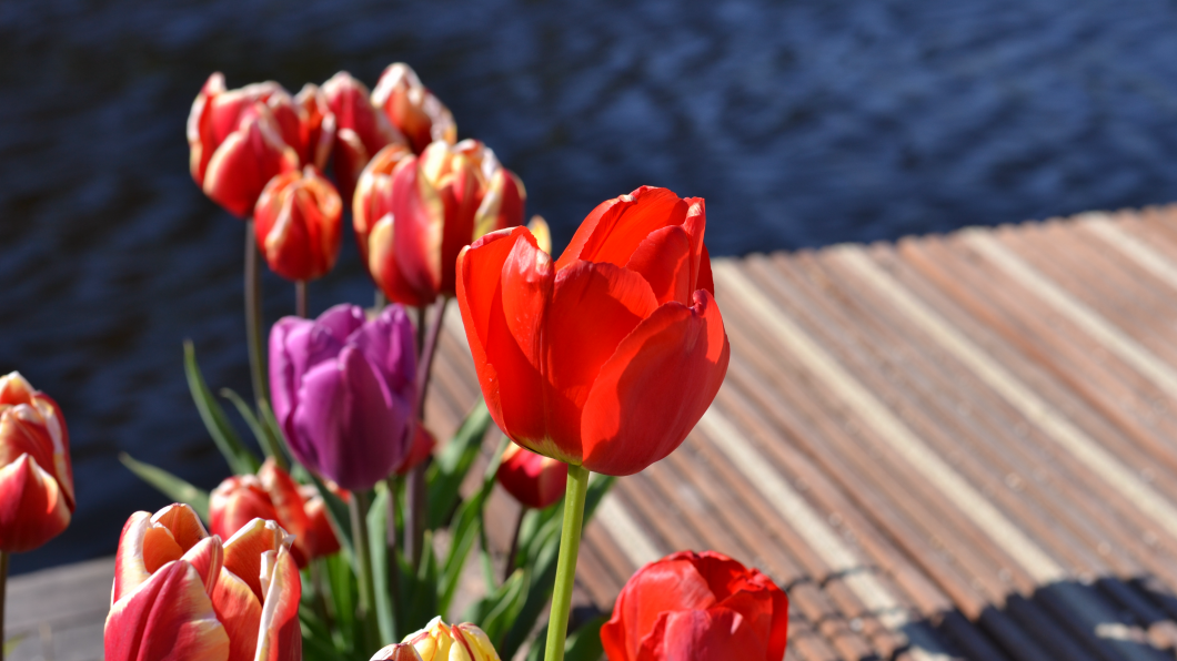 Bloemen langs de gracht