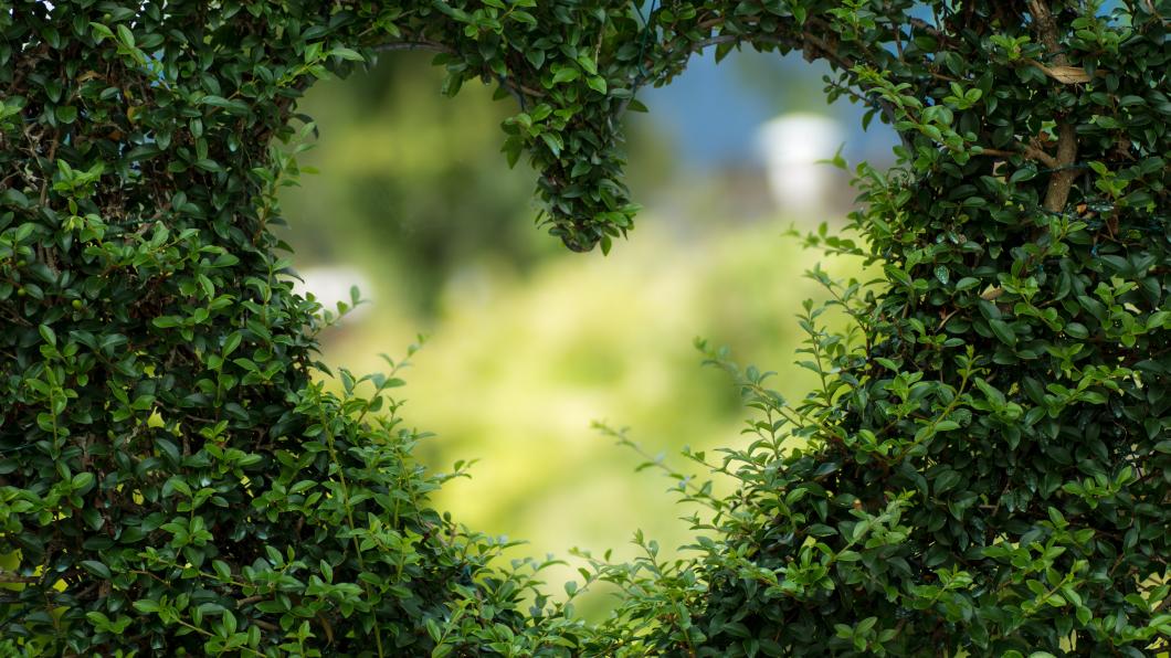 art-close-up-ecology-886521.jpg