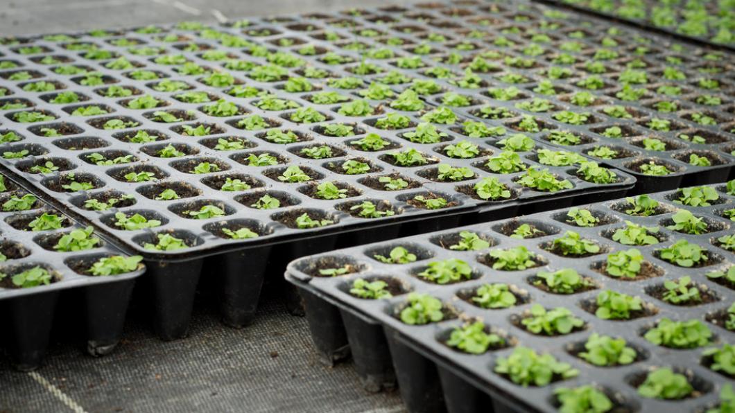 Tegel eruit, plant erin