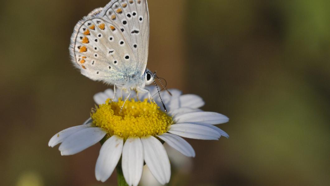 Bruin blauwtje: een van de belangrijkste vlindersoorten op het LBSP bruin blauwtje 2.jpg